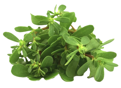 Portulaca Oleracea