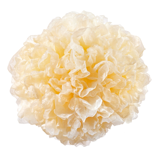 Tremella Mushroom